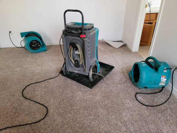 Best Basement water damage restoration  in Egypt Lake Leto, FL