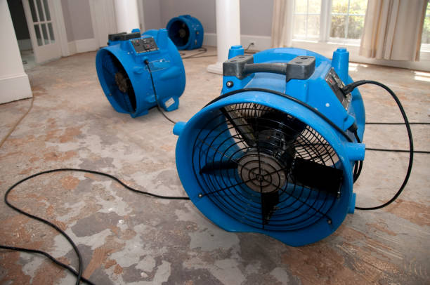 Best Mold removal after water damage  in Egypt Lake Leto, FL