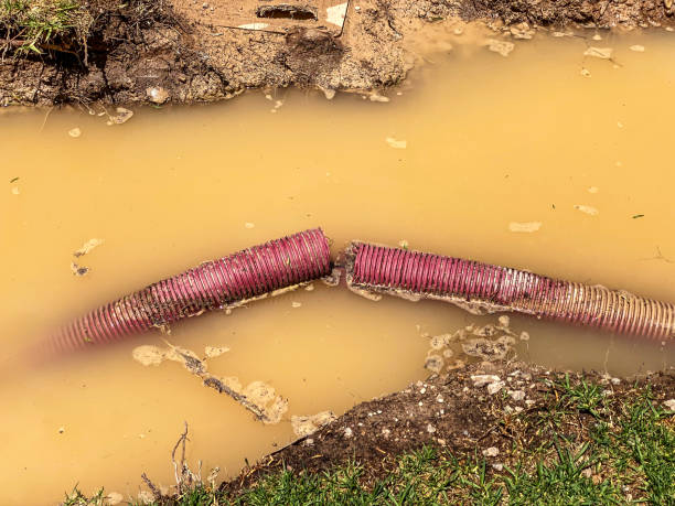 Best Local water damage restoration  in Egypt Lake Leto, FL